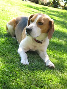 cute beagle