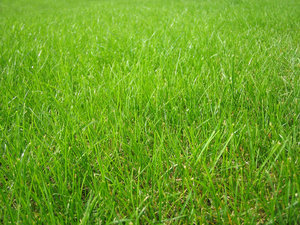 grass: fresh grass