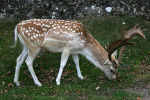 Fallow deer: Fallow deer (Dama dama) in a park in Kent, England, in summer.