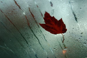 Maple leaf on windshield