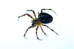 Orb-weaver spider 2: Spider from Araneidae family 