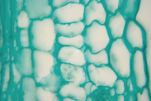 Microscopic view of pumpkin 4