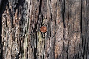 Old wood texture 2