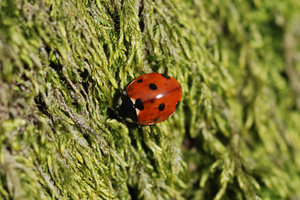 ladybird: ladybird on moss on tree, early spring, southern Sweden, 2007-03-26. 