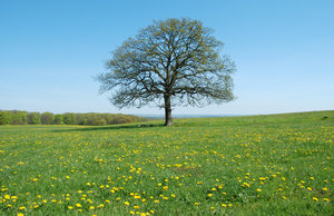 Solitary Tree May