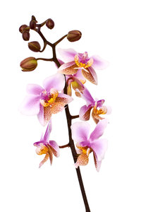 Orchids: Love flowers