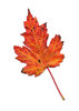 autumn leaf 5