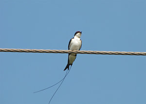 Wire-Tailed Swallow: no description