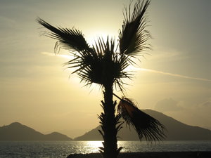 Palm tree in the setting sun
