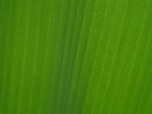 Texture: Banana leaf
