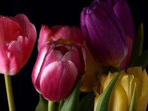 Bouquet of tulips: A bouquet of tulips isolated with black background