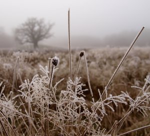 Frost and mist