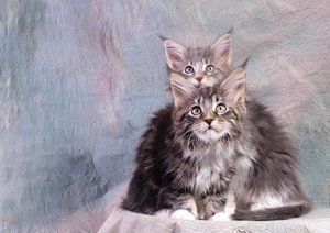 Maine coons kittens: 11 weeks old - and a blast. 11 weeks old. 