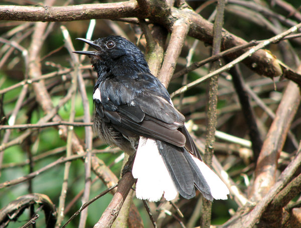 Oriental Magpie Robin