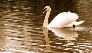 Reflected Swan: Reflected Swan on water