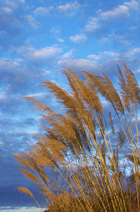 grasses in the wind