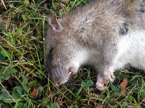 You dirty rat!: Actually, I had nothing to do with it.  The rat is dead, as you might tell, but I am happy it was outside and not inside.  I don't know how I got close enough to take the photo!This happens to be the better view of the rat, the other bits weren't so prett