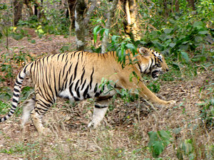 Tiger taking a stroll: no description