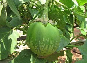 Green Brinjal/ Eggplant: There are about four thousand varieties of Eggplant/ Brinjal in India! 