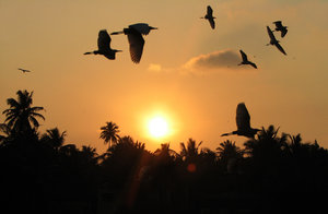 Egrets at sunset