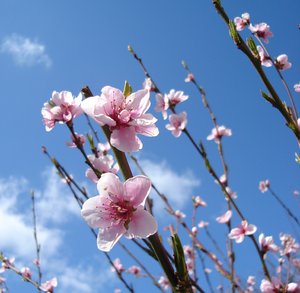 flowering spring