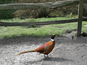 Male pheasant: A male pheasant (Phasianus colchicus) in a park in West Sussex, England.