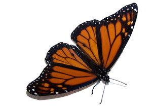 Monarch butterfly: The adult butterfly stage of this insect, the Monarch butterfly
