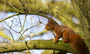 Squirrel: Small squirrel on a spring branch