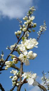 Spring: flowering plum tree