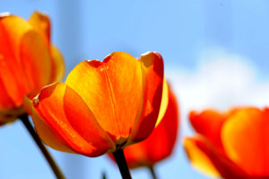 Tulips: Here are some tulips in Durham Ontario.I am not really a flower person but I thought these one deserved a pic.
