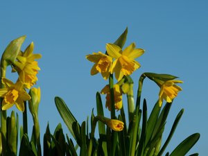 Daffodil in blue