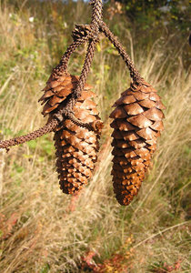 Pine cone: A cone of a pine.

Please let me know if you decide to use it!
