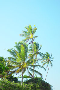 > Palm 4: Coqueiros, Cumuruxatiba, Bahia, BrasilCoconut palms, Cumuruxatiba, Bahia, Brazil