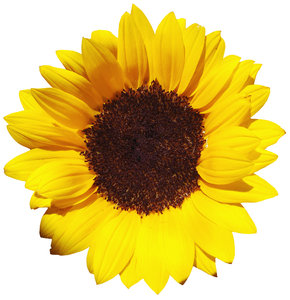 > Sunflower: GirassolSunflower