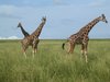 happy giraffes 2