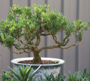 bonsai beauty