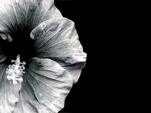 Hibiscus - Monotone