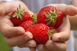Strawberry Hands: Hands holding ripe picked strawberries