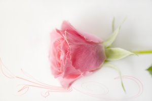 Pink rose: Pink isolated rose