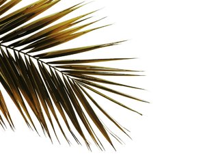 Palm leaf isolated: Palm leaf against white background