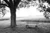 Bench and tree 1