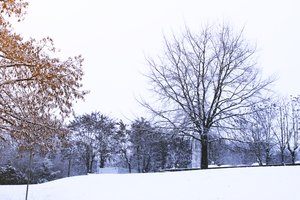 Tree under snow