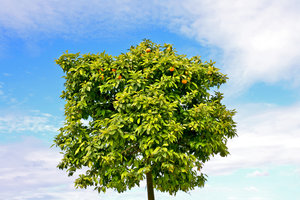Tree of Orange 18