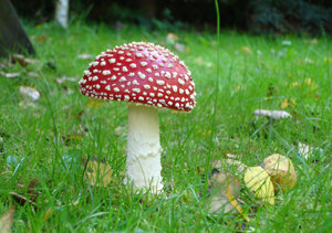 Wild Mushroom 1