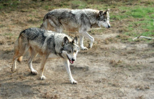 Mexican wolves: A shot of mexican wolves...   They are almost extinct.