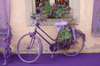 Lavender bike