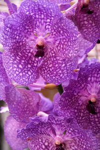 Orquídea 5