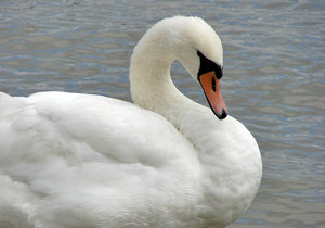 swan 5