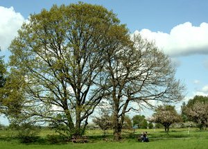 oak tree in spring