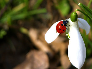 Spring time: More photos like this one on:http://www.lonjsko-polje. ..Nature park Lonjsko polje Croatia